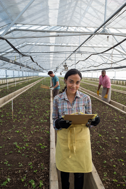 AgriTech4Egypt commercial greenhouse in a plant nursery growing