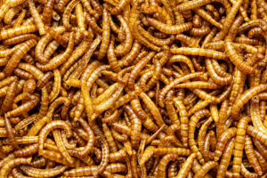 Meal Worms - Agriworm Solutions