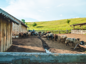 Dr. Feed - Zoom In Article