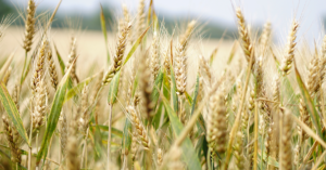 Wheat-1200